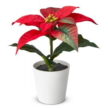 Лекарус красный Лекарус красный