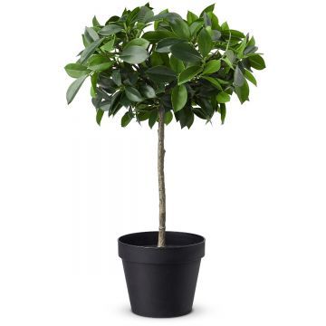 Растение Фламенко Растение Фламенко