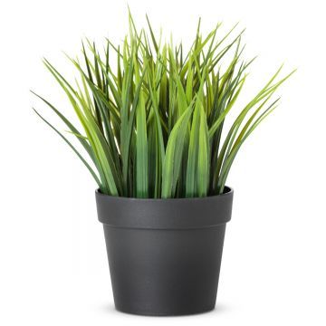 Растение Мейка Растение Мейка