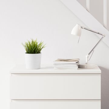 Растение Мейка Растение Мейка