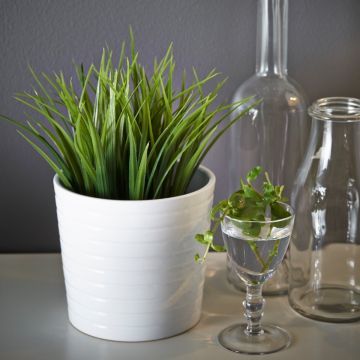 Растение Мейка Растение Мейка