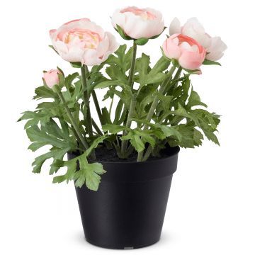 Архендии в горшке